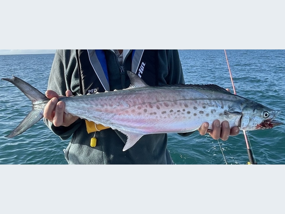 Spotted Mackerel