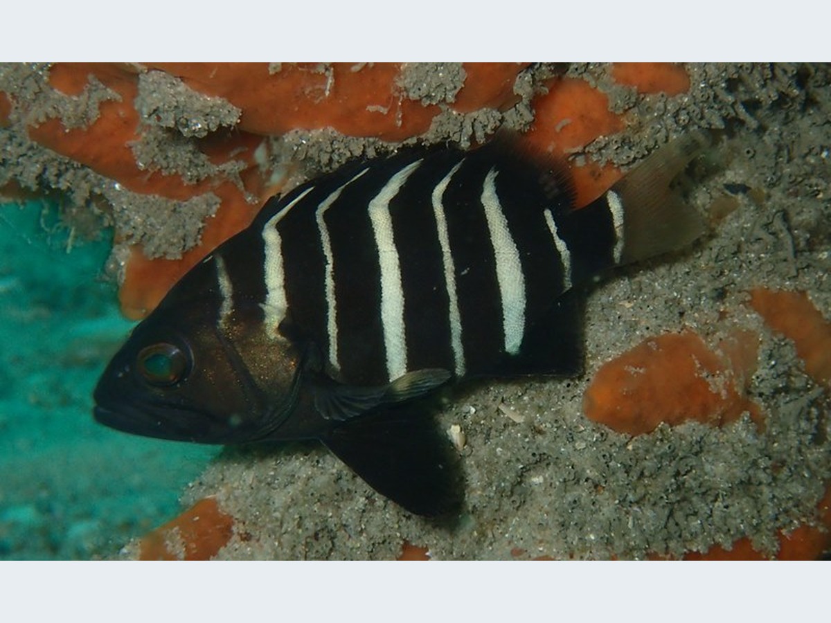 Bar Cod