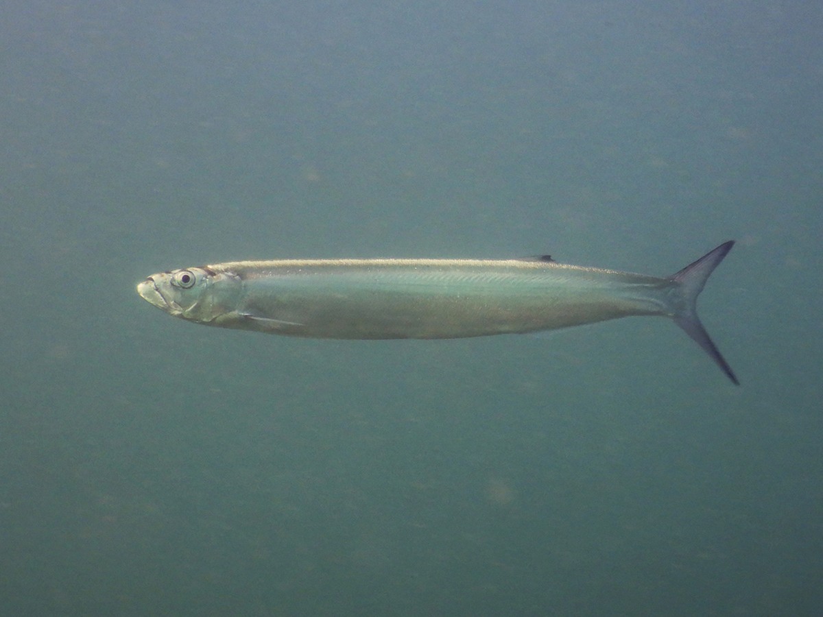 Wolf Herring