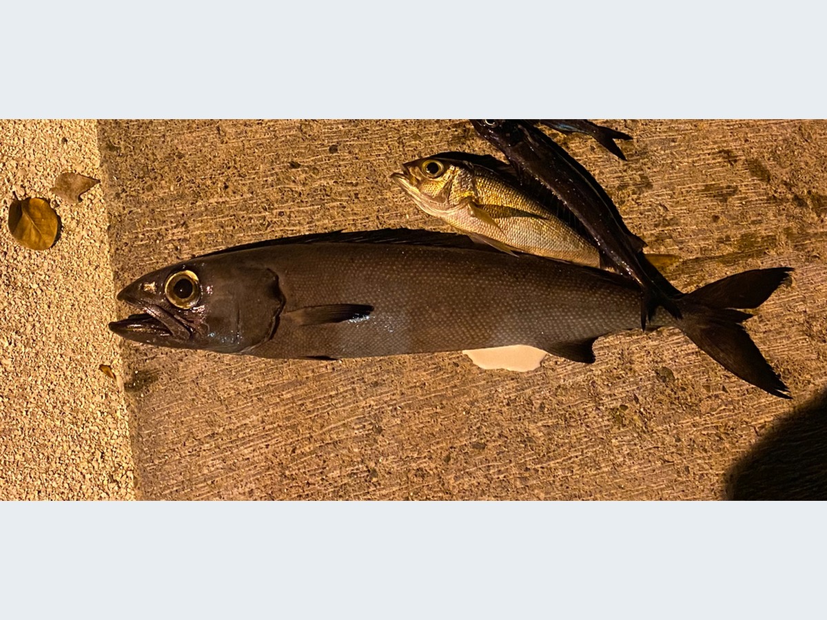 Walu / Escolar