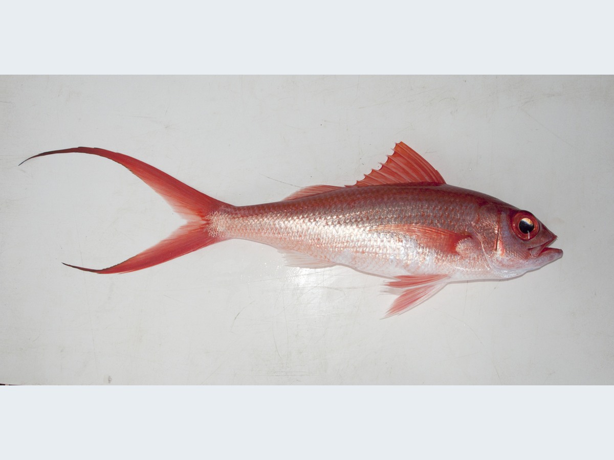 Flame Tail Snapper