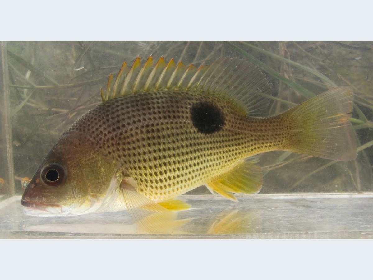 Fingermark / Golden Snapper