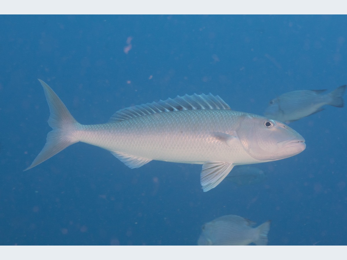 Green Jobfish