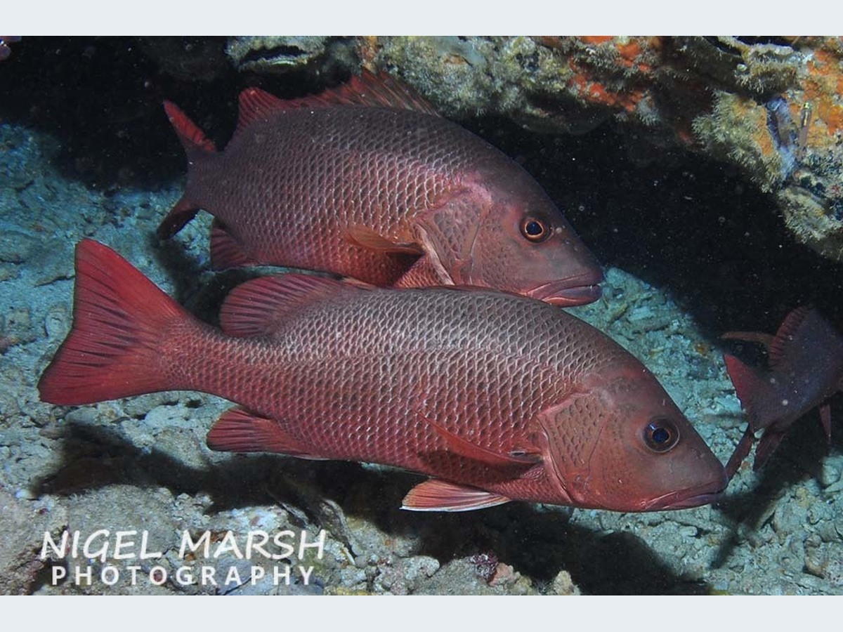 Mangrove Jack