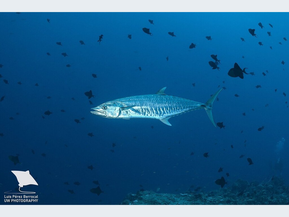 Spanish Mackerel