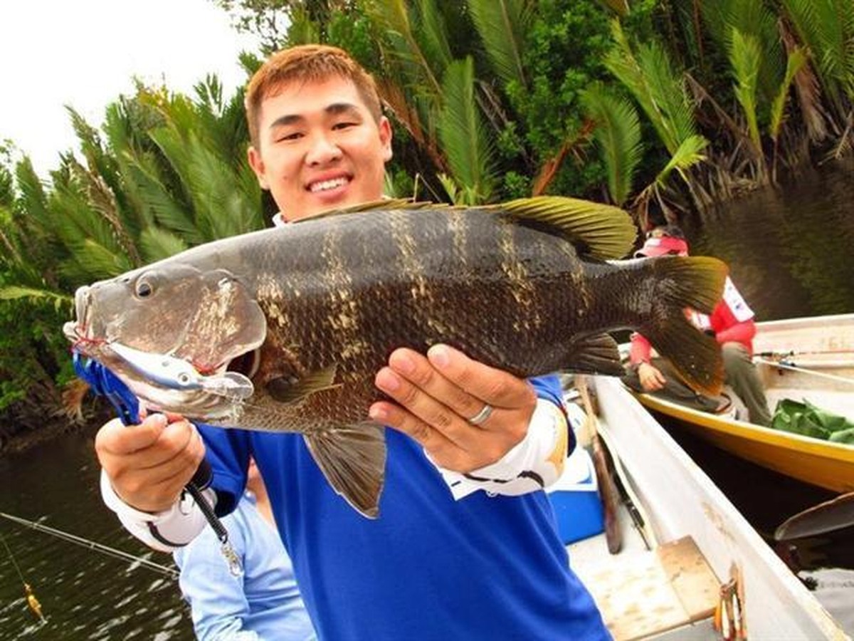 Papuan Black Bass