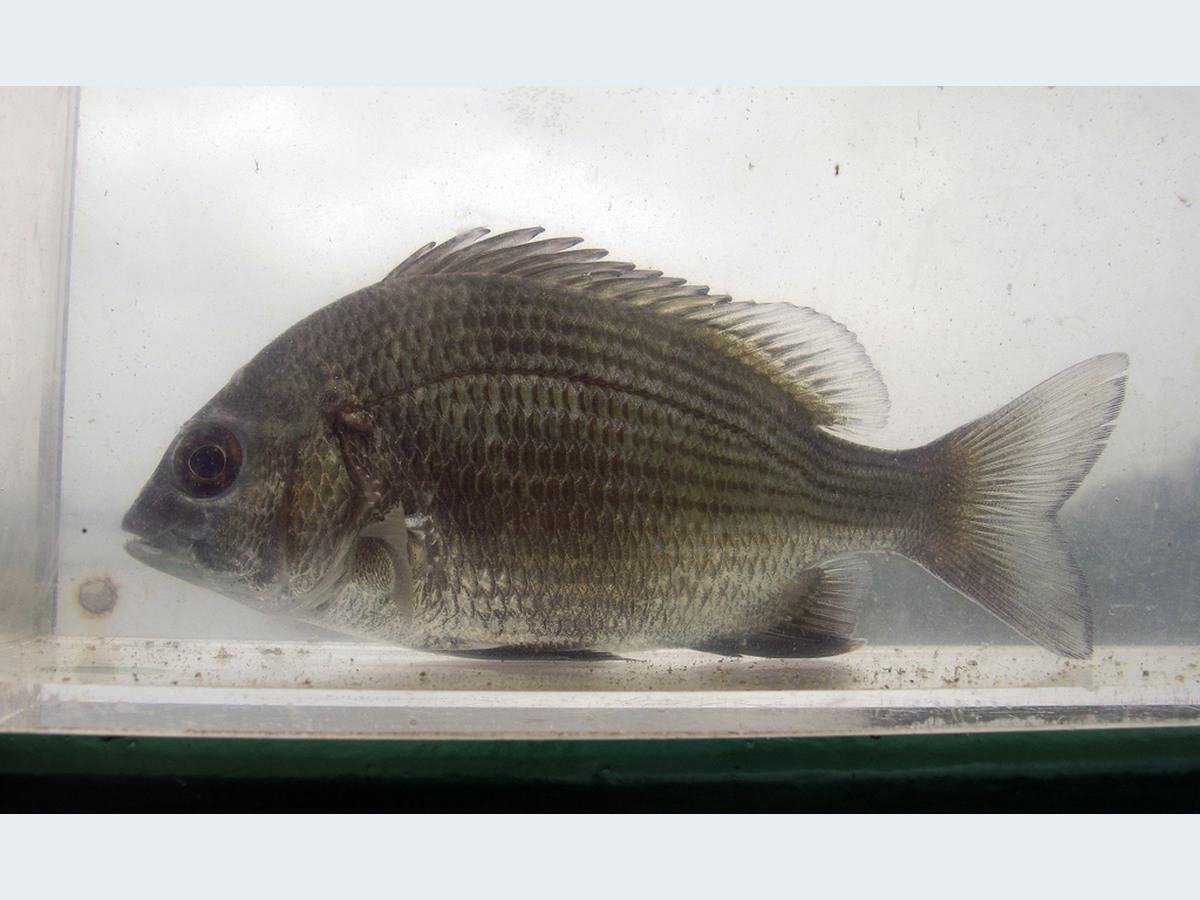 Black Bream