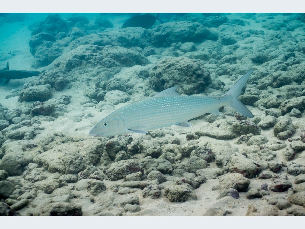 Bonefish