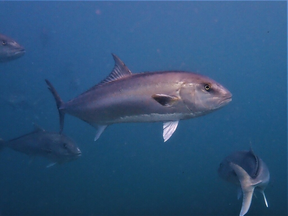 Samsonfish