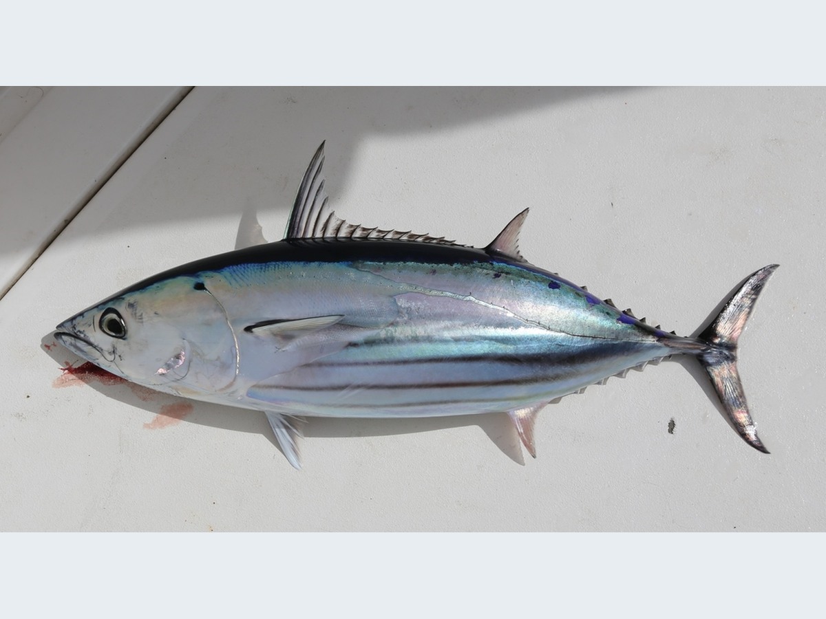 Skipjack Tuna
