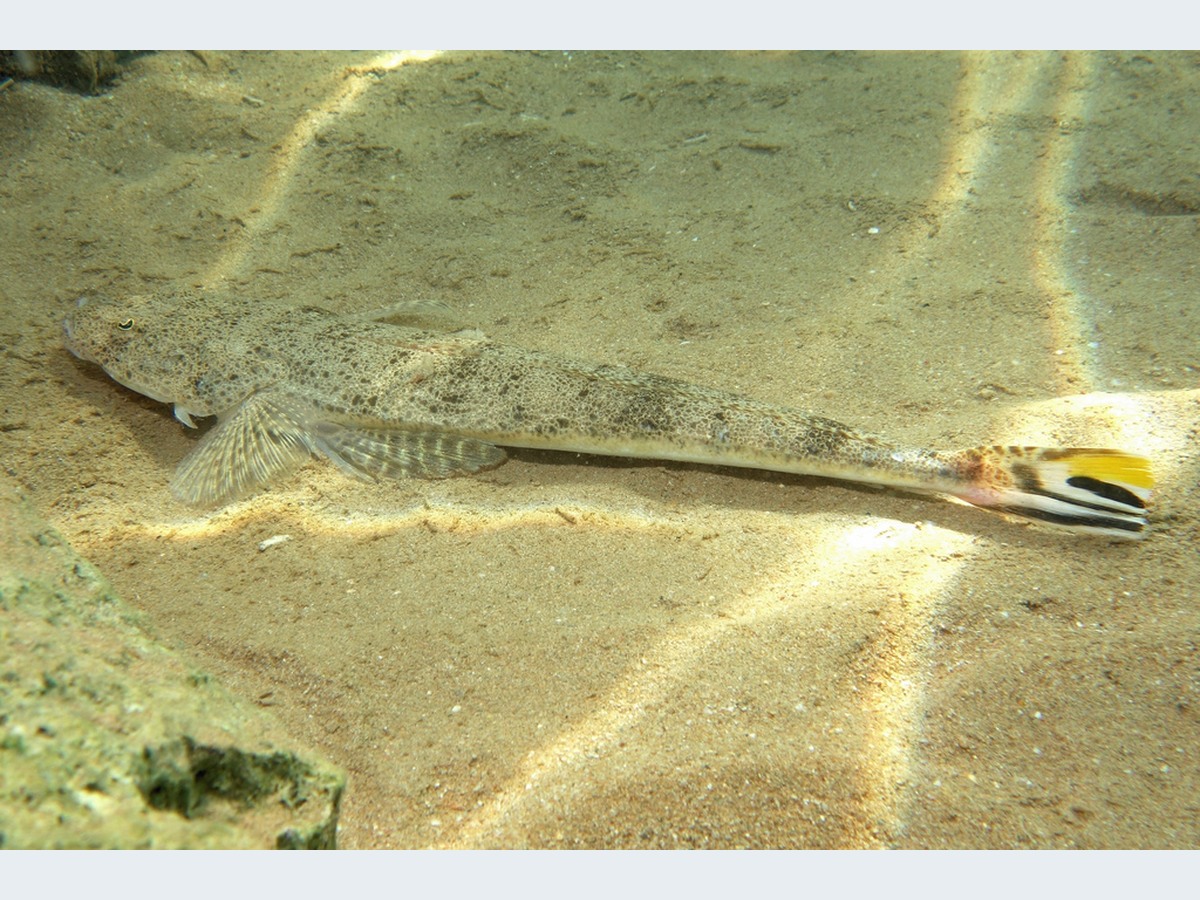 Flathead